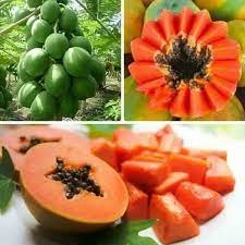 5 Hạt giống đu đủ lùn ruột Gấc cao sản dễ trồng sai quả