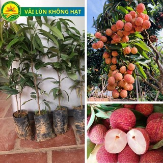 Cây giống vải không hạt ghép bầu lớn, cây chuẩn siêu quả siêu ngon, cây giống khỏe, dễ trồng, phù hợp khí hậu nhiều vùng