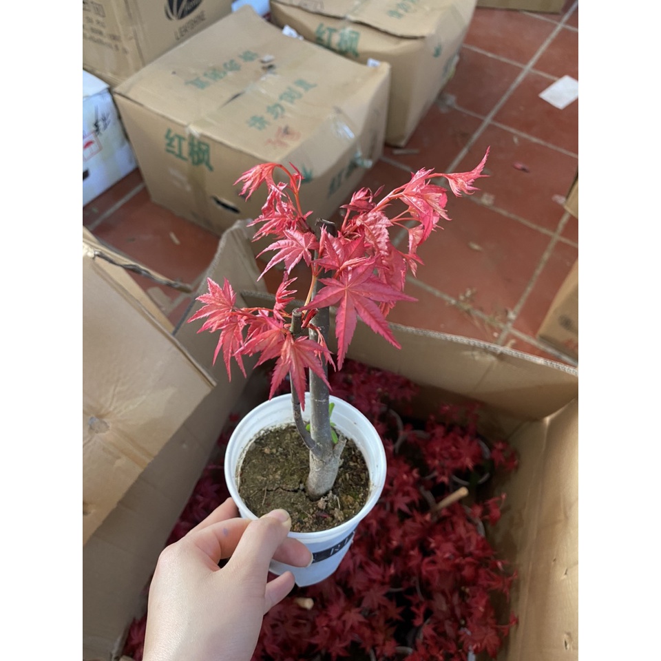 CÂY PHONG LÁ ĐỎ ĐẸP NHƯ HÌNH CÂY DỄ TRỒNG