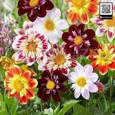 50 hạt giống hoa thược dược kim cương nhiều màu