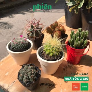 Xương Rồng Mini, Xương Rồng để bàn size nhỏ dễ chăm