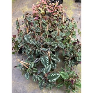 Chậu Rex Begonia vine - Hồ đăng