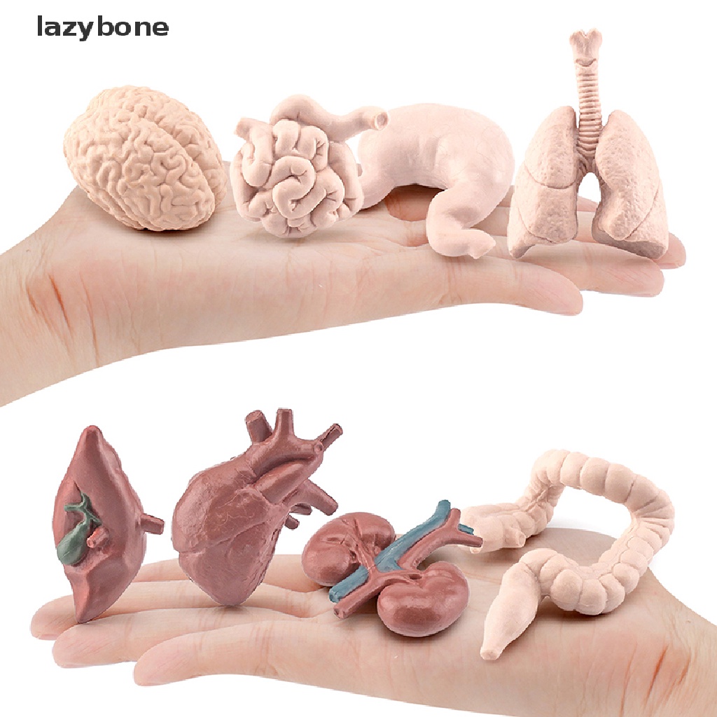 1 Bộ Mô Hình Nội Tạng Mini Mô Phỏng Trái Tim Người Lười Trang Trí Khoa Học