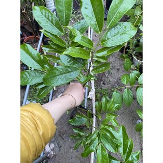 Cây Hoa Móng Rồng