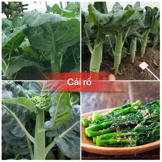#Hạt_giống_cải_rổ_cao_sản ( tặng kèm kích mầm )