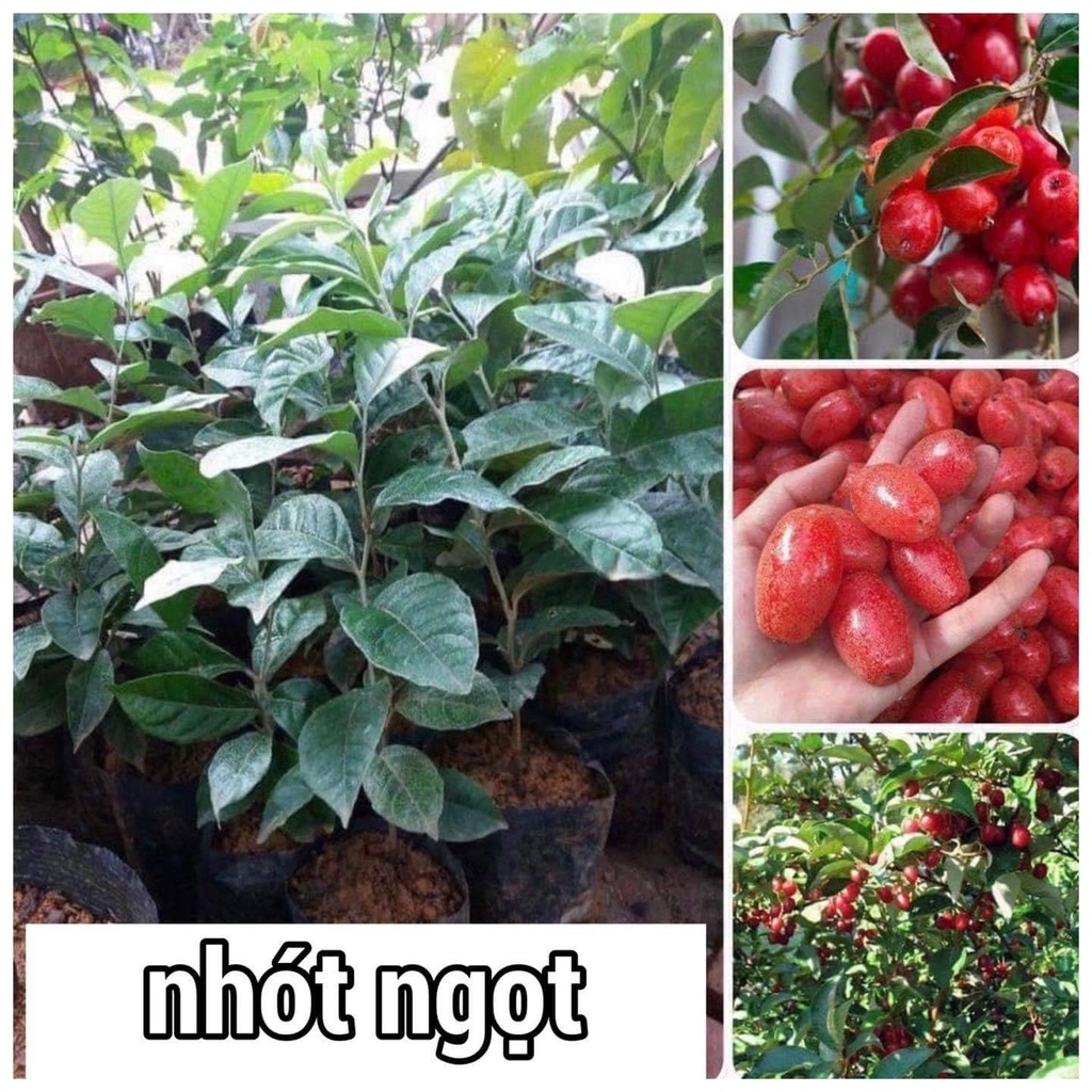 Combo 2 cây nhót ngọt