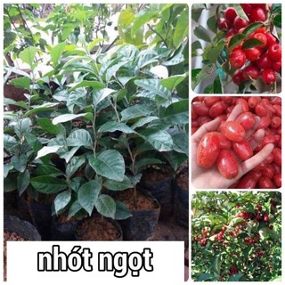 Combo 2 cây nhót ngọt