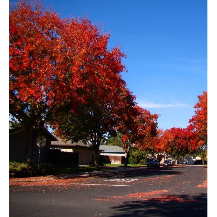 Hạt giống cây Phong Lá Đỏ Nhật Bản  - tăng viên nén ươm hạt