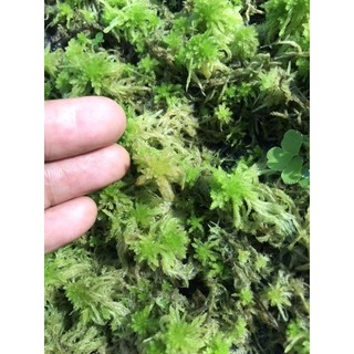 Dớn Sphagnum junghuhnianum  ( hộp 10x15cm)