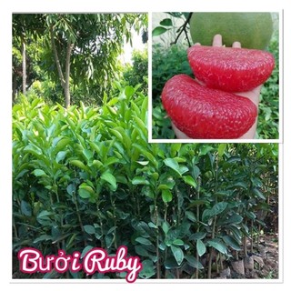 CÂY GIỐNG BƯỞI RUBI THÁI LAN RUỘT ĐỎ