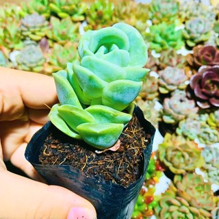 SEN ĐÁ HỒNG HÀ LAN| SIZE BẦU| LỖI 1 ĐỔI 1