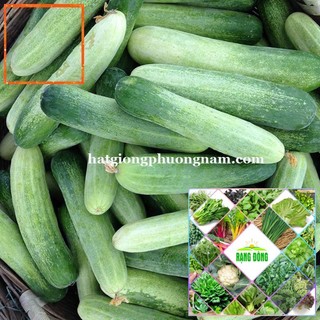 25H - HẠT GIỐNG DƯA LEO Hạt Giống Nông Trại Xanh THE GARDEN
