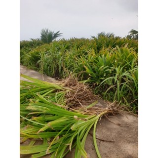 3 Cây Lá Tám (cây lá dứa thơm/ cây lá nếp thơm)