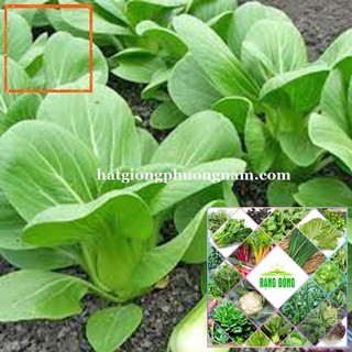 10gr - HẠT GIỐNG CẢI THÌA Hạt Giống Nông Trại Xanh THE GARDEN