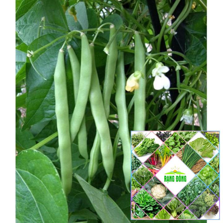 gói 10 gr hạt giông đâu cove xanh
