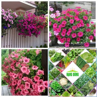100 Hạt giống hoa dạ yến thảo đơn nhiều màu HAT F1