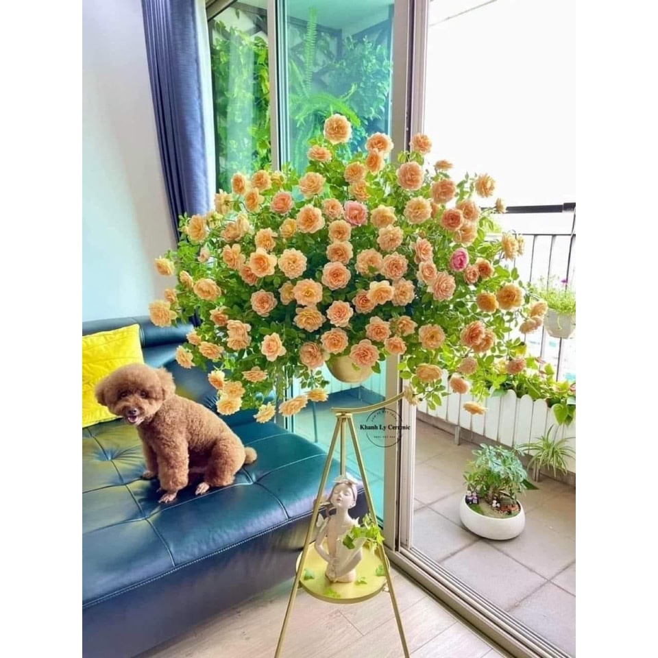 GIÁ TREO HOA MẪU MỚI