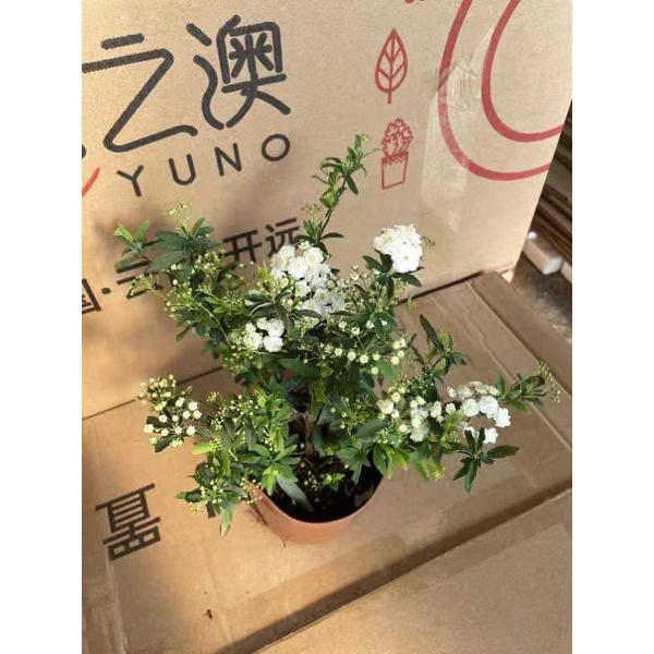 CHẬU CÂY HOA TIỂU TÚ CẦU NHƯ ẢNH