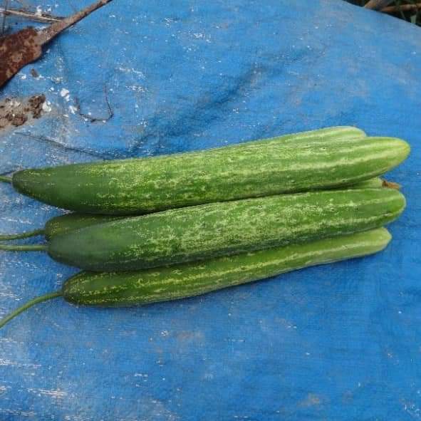 Hạt giống Dưa chuột nếp - dưa leo nếp thơm siêu trái