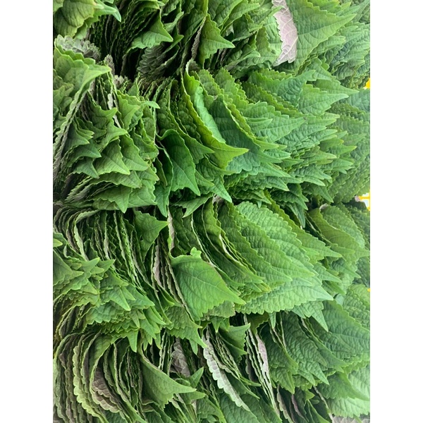 Sỉ lá mè Hàn Quốc 300gr