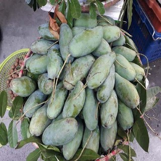 CÂY GIỐNG XOÀI THÁI ( cây xanh ngọc lan 47)