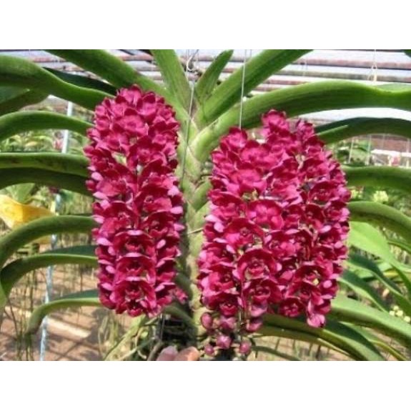 Hoa Phong Lan Đai Châu Ngọc Điểm Thái Lá Mít Cây Giống