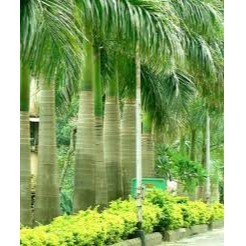 Combo 6 cây cau vua giống cao 40cm