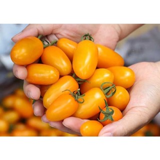 hạt giống cà chua bi vàng 50 hạt