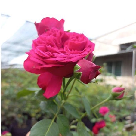 [Shop_huan_hoa_hong]Hoa hồng đỏ leo Red Eden, hồng ngoại, hồng leo, thân gỗ,nguyên bản