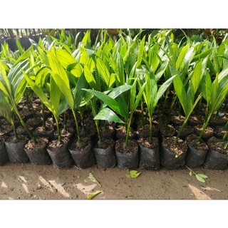 Cây cau ăn quả giống