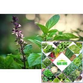 200 hạt giống rau húng quế HAT F1