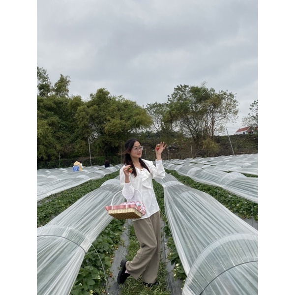 Sét sơmi cổ bèo +gile ziczac