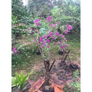 Hoa giấy tím huế ( giá thương lượng )