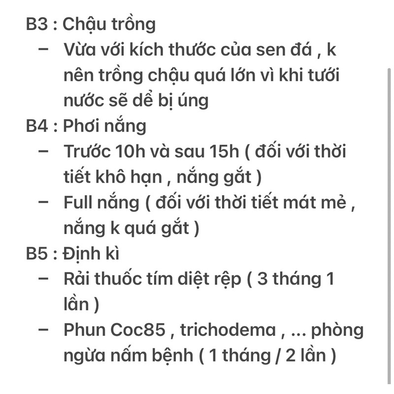 Sen Đá Mỏ Vịt - size Bầu , siêu dể thương , dể mọc nhánh con , dể chăm