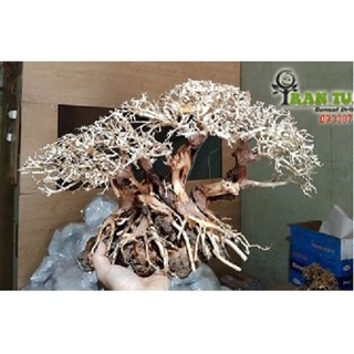Cây gỗ Lũa Bonsai dáng cổ thụ [Phần thân và gốc có nhiều rể]