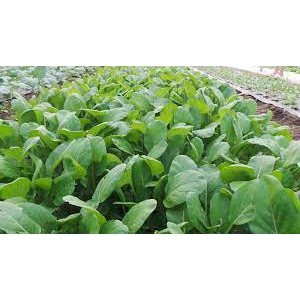 Hạt giống rau cải ngọt 20 gram hạt  PHÚ ĐIỀN