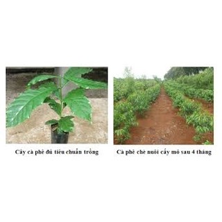 cây giống cà phê ( cây giống có bảo hành)