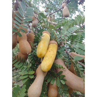 Cây giống me thái lùn.