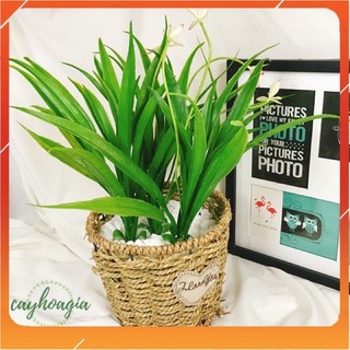 Cây giả- cây Lan Chi hoa nụ điểm bình lan - Pt3
