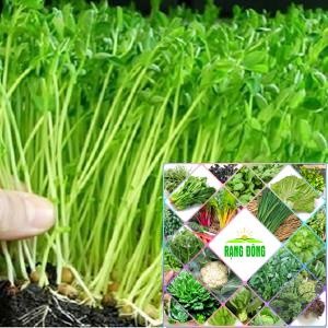 20 gram hạt giống mầm rau cải ngọt HAT F1