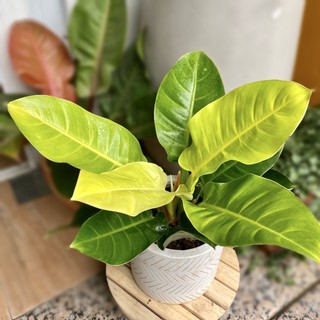 Trầu bà Đế Vương cây lớn nhiều màu cao 50cm