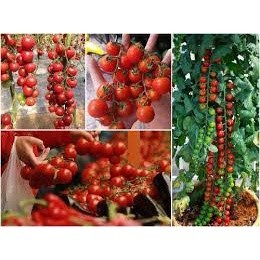 30 hạt giống cà chua chuỗi ngọc