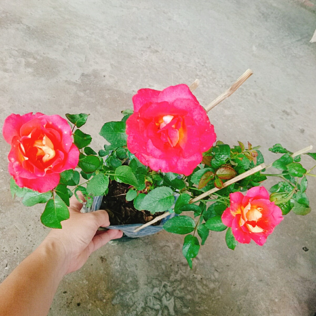 Hồng 2 Da Sa Đéc - cây cảnh để bàn