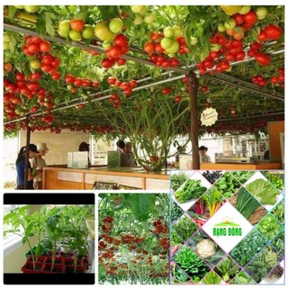 Gói 30 hạt giống cà chua leo giàn