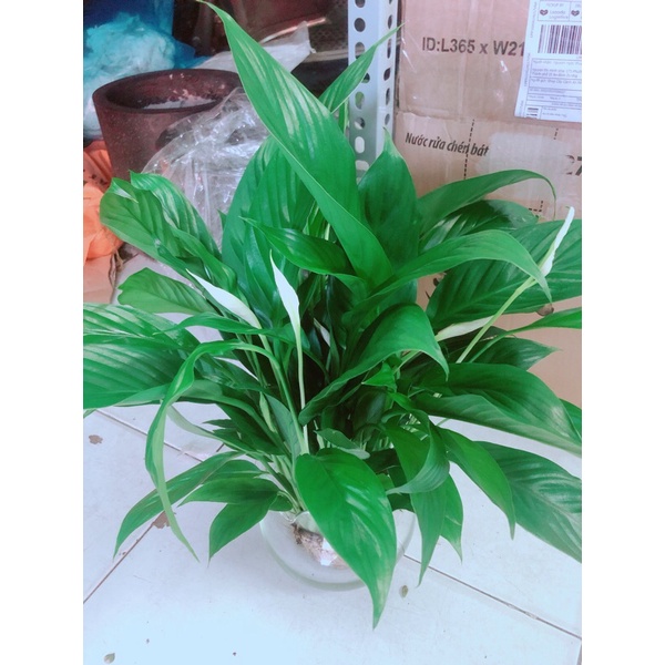 Chậu Cây Lan Ý Thuỷ Sinh