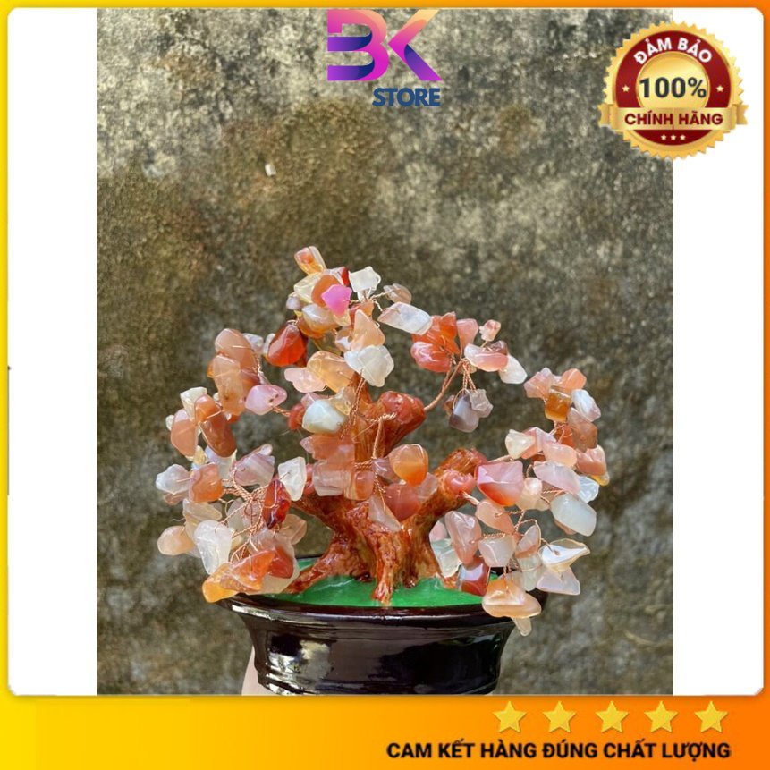 Cây Tài Lộc Phát Tài - Cây cảnh - Cao 16cm - Đá thiên nhiên BK STORE