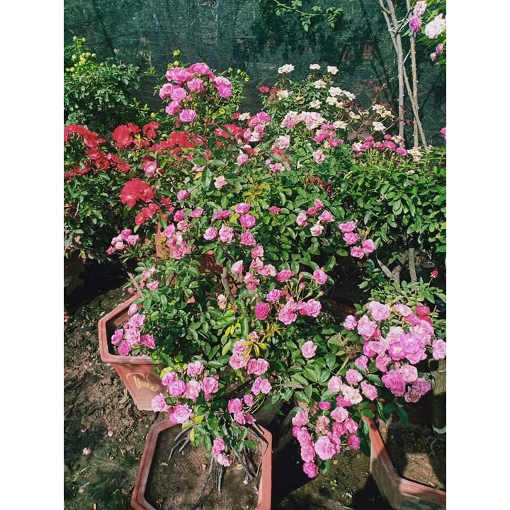 Hoa hồng ngoại Otto Line hoa chùm sai hoa cực đẹp - bầu to lớn, cây trưởng thành trưởng thành