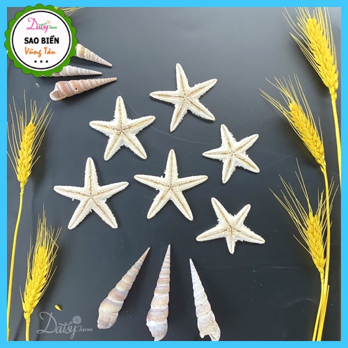 Sao Biển Khô Trắng Đẹp Tự Nhiên - Sao Biển Trang Trí