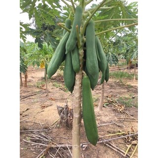 Hạt giống đu đủ Siêu dài