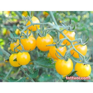 hạt giống cà chua bi vàng 50 hạt